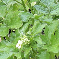 画像：ハーブ・からし