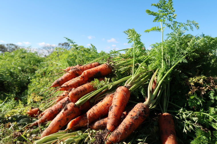 画像：有機肥料